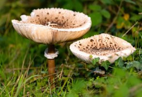 Bedla vysoká (Macrolepiota procera) – ON-Photography Germany / Shutterstock