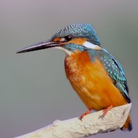 Ledňáček říční (Alcedo atthis) – Boris Smokrovic / Unsplash