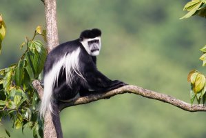 Guereza pláštíková (Colobus guereza) – Jukka Jantunen / Shutterstock