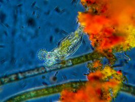 Pijavenka (Bdelloidea) pod mikroskopem – VojtaMaur / Shutterstock