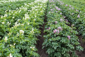 Bíle a růžově kvetoucí brambor obecný (Solanum tuberosum) – Helga_foto / Shutterstock