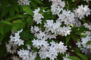 Keř trojpuk drsný (Deutzia scabra) – Gabriela Beres / Shutterstock