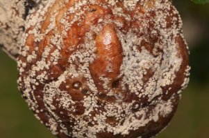 Hlízenka ovocná (Monilinia fructigena) – Profimedia.CZ