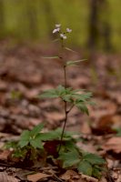 Kyčelnice cibulkonosná (Dentaria bulbifera) – Christian Badescu / Shutterstock