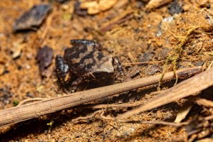 Žába malgaška (Plethodontohyla) z čeledi parosničkovitých – Artush / Shutterstock