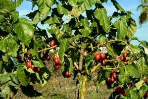 Rajčenka (Cyphomandra betacea) – COULANGES / Shutterstock