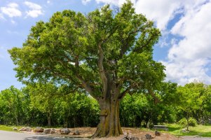 Břestovec jižní (Celtis australis), obrovský strom na ostrově Krk, Chorvatsko – Simlinger / Shutterstock