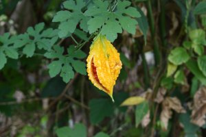Momordika balzamka (Momordica balsamina) – Shiddieq / Shutterstock