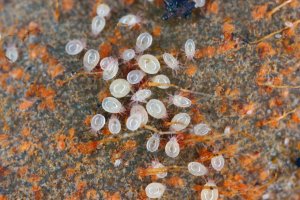 Kořenohub Rhizoglyphus callae na cibuli tulipánu – Tomasz Klejdysz / Shutterstock