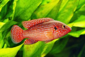 Perlovka červená (Hemichromis bimaculatus) – Grigorev Mikhail / Shutterstock