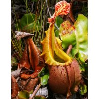 Nepenthes veitchii – anjahennern / Shutterstock