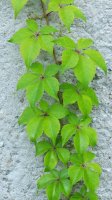 Psí víno/loubinec (Parthenocissus quinquefolia) – Profimedia.cz