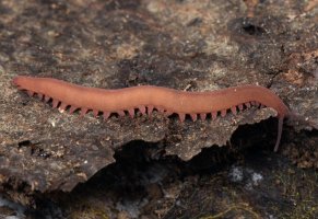 Epiperipatus barbadensis Onychophora – skippy666 / Shutterstock