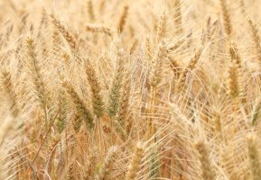 Ječmen obecný (Hordeum vulgare) – Sandra Standbridge / Shutterstock