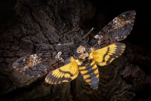 Lišaj smtrihlav (Acherontia atropos) – kreissl.daniel@gmail.com / Depositphotos