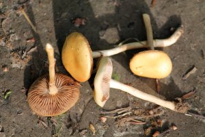 Polnička polokulovitá (Agrocybe pediades) – Kazakov Maksim / Shutterstock