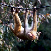 Makak rhesus (Macaca mulatta) – Stephen Tafra / Unsplash