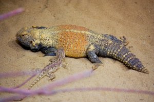 Trnorep mesopotamský (Saara loricata) – islavicek / Shutterstock
