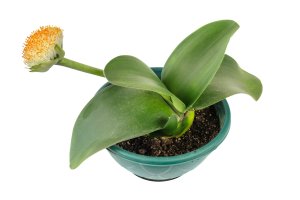 Bělokvět bělokvětý (Haemanthus albiflos) – naskami / Shutterstock
