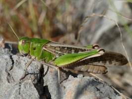 Saranče stěhovavá (Locusta migratoria) – Eifel-Details / Shutterstock