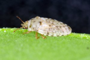 Sítěnka řepná (Parapiesma quadratum) – Tomasz Klejdysz / Shutterstock