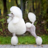 Pudl – Dulova Olga / Shutterstock