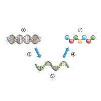 Přepis DNA: (1) šroubovice DNA, (2) aminokyseliny, (3) proces transkripce, (4) proces translace, (5) mRNA – CoJeCo.cz / VectorMine / Shutterstock