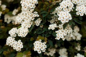 Tavolník bílý (Spiraea alba) – natasolda / Shutterstock