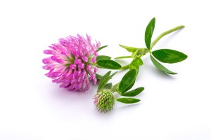 Hlávkovité květenství jetele lučního (Trifolium pratense) – Fishman64 / Shutterstock