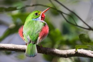 Todi pestrý (Todus multicolor) – Jukka Jantunen / Shutterstock