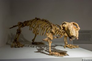 Fosilie Lystrosaurus georgi (dicynodont), Melbourne Museum, Austrálie – Danny Ye / Shutterstock