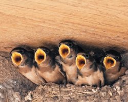 Hladová mláďata vlaštovky (Hirundo) čekají na potravu – D. Longenbaugh / Shutterstock