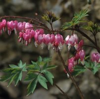Srdcovka nádherná (Dicentra spectabilis) – Profimedia.cz