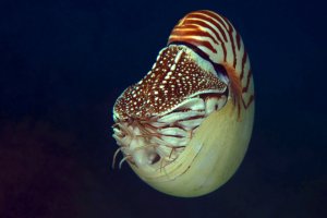 Loděnka (Nautilus), Panglao Island (Filipíny) – Oksana Maksymova / Shutterstock