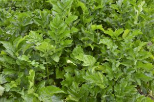 Pastinák setý (Pastinaca sativa) – Iryna Loginova / Shutterstock