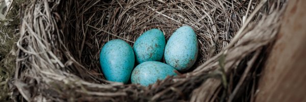 Vajíčka kosa černého (Turdus merula) v hnízdě – nnattalli / Shutterstock