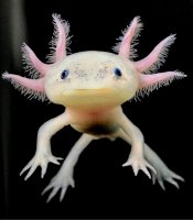 Axolotl mexický (Ambystoma mexicanum) – Arm001 / Shutterstock
