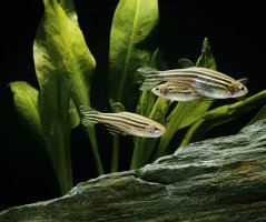 Danio pruhované (Brachydanio rerio) – slowmotiongli / Shutterstock