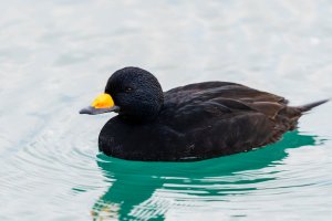 Turpan černý (Melanitta nigra) – rock ptarmigan / Shutterstock