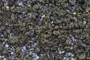 Sinice jednořadka (Nostoc commune) – Jen-Yu Guo / Shutterstock