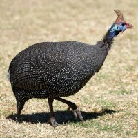 Perlička kropenatá (Numida meleagris) – Angela N Perryman / Shutterstock