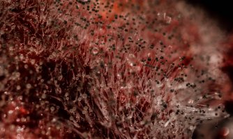 Plíseň hlavičková (Mucor mucedo) na plodu jahody – Lukas Kovarik / Shutterstock