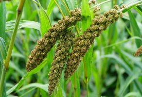 Bér italský (Setaria italica) – Shutterstock