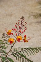Sapan nádherný (Caesalpinia pulcherrima), detail keře – Jack N. Mohr / Shutterstock