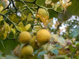 Citronečník trojlistý (Poncirus trifoliata), detail keře s listy a plody – Bambico / Shutterstock