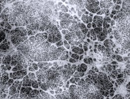 Mycelium houby srpovničky (Fusarium), makro fotografie – Protasov AN / Shutterstock