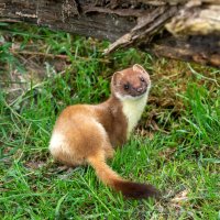Lasice hranostaj (Mustela erminea) – Stephan Morris / Shutterstock