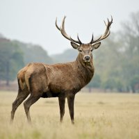 Jelen evropský (Cervus elaphus) – Veneratio / Depositphotos