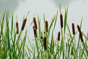 Orobinec širokolistý (Typha latifolia) – Vishnevskiy Vasily / Shutterstock