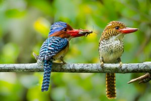 Ledňáček vlnkovaný (Lacedo pulchella), samec s cikádou v zobáku, vpravo samička, Národní park Khao Yai, Thajsko – kajornyot wildlife photography / Shutterstock